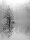 Tranquil Morning-Nicholas Bell-Mounted Photographic Print