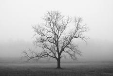 Winter Tree, Cades Cove-Nicholas Bell Photography-Photographic Print
