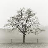 Winter Tree, Cades Cove-Nicholas Bell Photography-Photographic Print