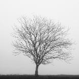 Winter Tree, Cades Cove-Nicholas Bell Photography-Mounted Photographic Print