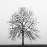 Winter Tree, Cades Cove-Nicholas Bell Photography-Photographic Print