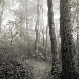 Winter Tree, Cades Cove-Nicholas Bell Photography-Mounted Photographic Print