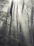 Woodland Path-Nicholas Bell Photography-Photographic Print