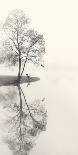 November Fog-Nicholas Bell-Photographic Print