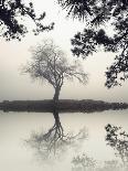 Tranquil Morning-Nicholas Bell-Photographic Print