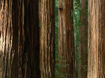 Coast Redwood Trees, Humboldt Redwoods State Park, USA-Nicholas Pavloff-Framed Premier Image Canvas