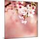 Premium Photographic Print