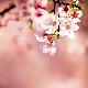 Premium Photographic Print