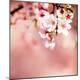Premium Photographic Print
