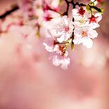 Spring Cherry Blossoms-NicholasHan-Photographic Print