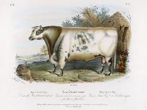 3-Year Old Shorthorn Bull-Nicholson & Shields-Art Print