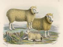 Ryeland Sheep: Ram and Ewe Bred by Mr. Tomkins of Kingspion Herefordshire-Nicholson & Shields-Framed Art Print