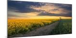 Photographic Print