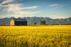 Summer Sunset with an Old Barn and a Rye Field in Rural Montana with Rocky Mountains in the Backgro-Nick Fox-Photographic Print