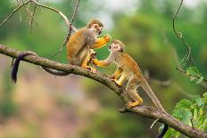 Two Common Squirrel Monkeys (Saimiri Sciureus) Playing on a Tree Branch-Nick Fox-Framed Photographic Print