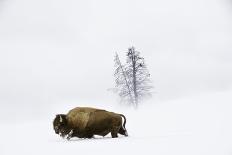 Bobcat, Yellowstone National Park, Wyoming, USA-Nick Garbutt-Photographic Print