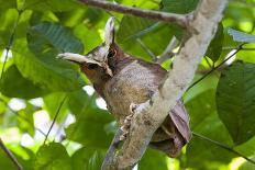 Straw-Coloured Fruit Bats (Eidolon Helvum) Returning to Daytime Roost at Dawn-Nick Garbutt-Photographic Print