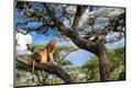 Photographic Print