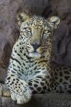 Male Arabian Leopard (Panthera Pardus Nimr) At Arabian Wildlife Centre-Nick Garbutt-Photographic Print