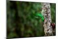 Photographic Print