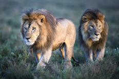 RF - Lions - two brothers patrolling territorial boundary. Serengeti / Ngorongoro Conservation Area-Nick Garbutt-Photographic Print