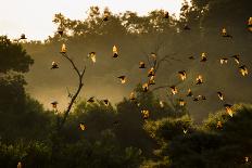 Straw-Coloured Fruit Bats (Eidolon Helvum) Returning To Daytime Roost At Sunrise-Nick Garbutt-Photographic Print