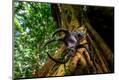 Photographic Print