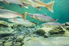 Atlantic salmon migrating for spawning in river, Gaspe Peninsula, Quebec, Canada-Nick Hawkins-Photographic Print