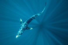 Humpback whale surfacing, rostrum above surface, Bay of Fundy, New Brunswick, Canada-Nick Hawkins-Photographic Print