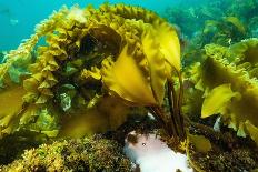 Sugar kelp off Nova Scotia, Canada-Nick Hawkins-Framed Photographic Print