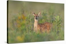 Spring Fawn-Nick Kalathas-Framed Photographic Print