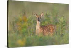 Spring Fawn-Nick Kalathas-Framed Photographic Print