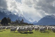 Sheep and Mountains Near Glenorchy, Queenstown, South Island, New Zealand, Pacific-Nick-Framed Premier Image Canvas