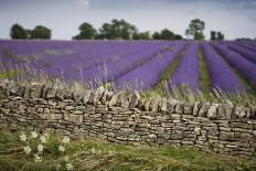 Cotswold Stone Wall With Lavender Fields, Snowshill Lavender Farm, Gloucestershire, UK, July 2008-Nick Turner-Photographic Print
