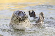 Adult Female Common - Harbour Seal (Phoca Vitulina) 'Sija' Waving a Flipper-Nick Upton-Photographic Print