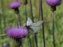 Black Veined White Butterfly (Aporia Crataegi), Pannonic Thistle (Cirsium Pannonicum), Slovenia-Nick Upton-Photographic Print