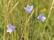 Wood Forget-Me-Not (Myosotis Sylvatica) Flowers, Cornwall, England, United Kingdom-Nick Upton-Photographic Print