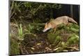Photographic Print