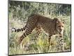 Photographic Print