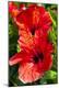 Premium Photographic Print