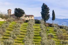 Olive Groves, Cercina, Firenze Province, Firenze, Tuscany, Italy-Nico Tondini-Photographic Print