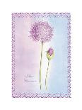 Allium Giganteum-Nicola Rabbett-Premium Giclee Print