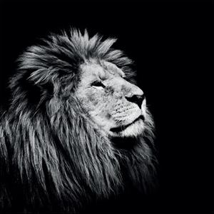 Beautiful Lions Black And White Photography Artwork For Majesty