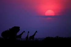 Sunrise in Uganda-Nicolás Merino-Photographic Print