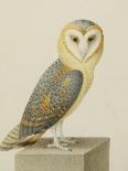 A Barn Owl (Tyto Alba)-Nicolas Robert-Giclee Print