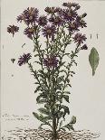 Aster à fleur mauve-Nicolas Robert-Framed Giclee Print