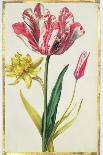 Aster à fleur mauve-Nicolas Robert-Framed Giclee Print