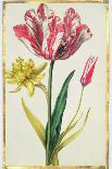 Pd.109-1973.F19 a Multicoloured 'Broken' Tulip-Nicolas Robert-Giclee Print