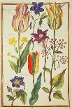 Tulip and Dahlias, C.1675-Nicolas Robert-Giclee Print