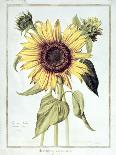 Sunflower or Helianthus, from "La Guirlande de Julie", circa 1642-Nicolas Robert-Giclee Print